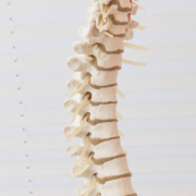 Columna Cervical